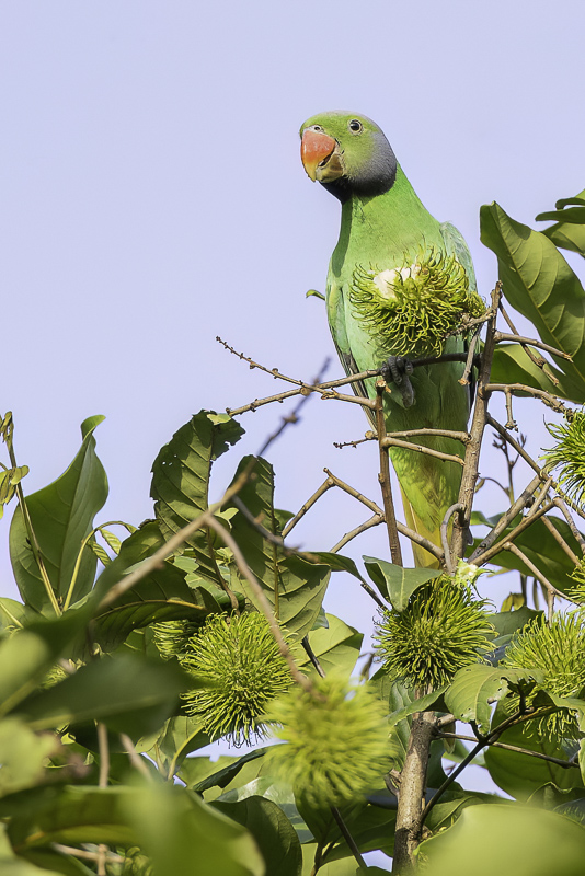 Layard's Parakeet