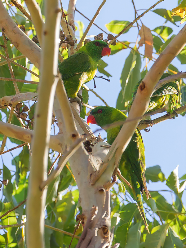 Leaf Lorikeet