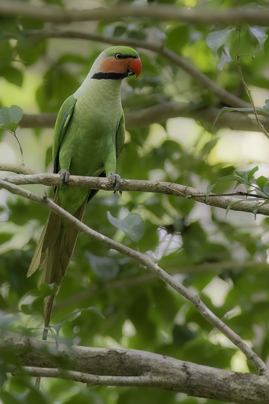 Long-tailed Parakeet