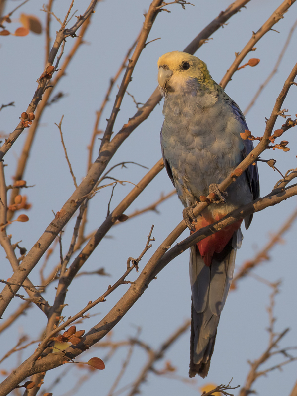 Pale-headed Rosella