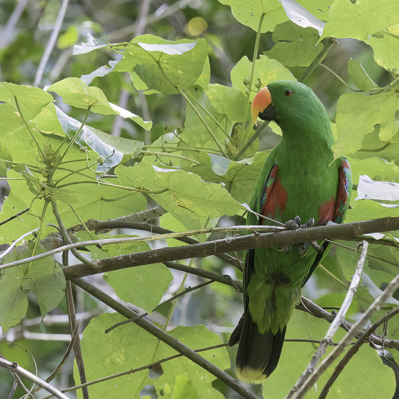 Papouan Eclectus (m)