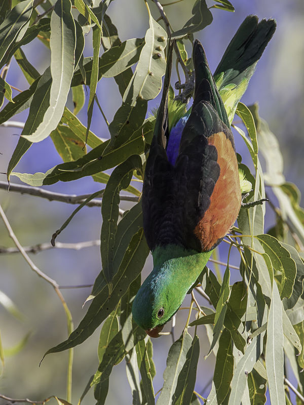 Red-winged Parrot (m)