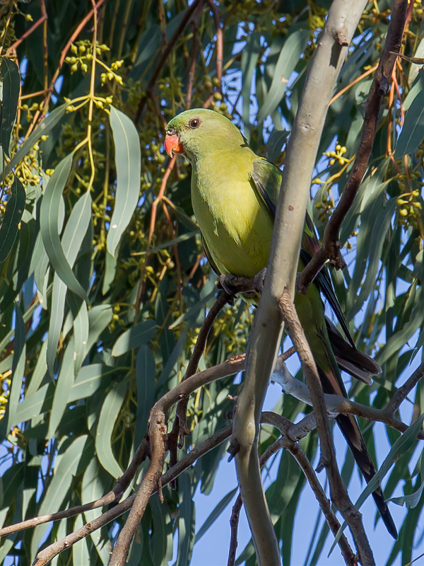 Regent Parrot (f)