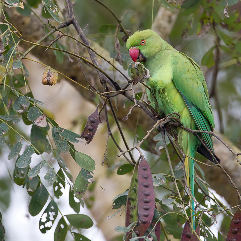 Rose-ringed Parakeet (f)