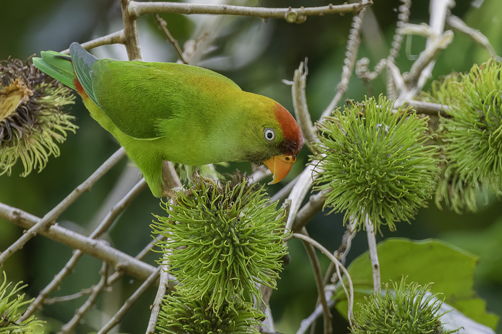 Sri Lanka Hanging Parrot