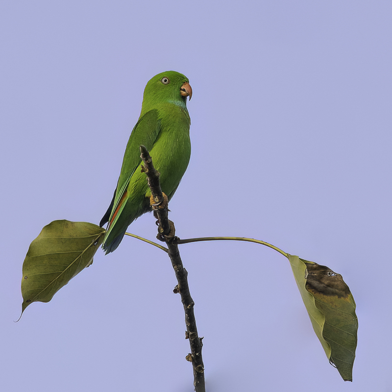 Vernal Hanging Parrot
