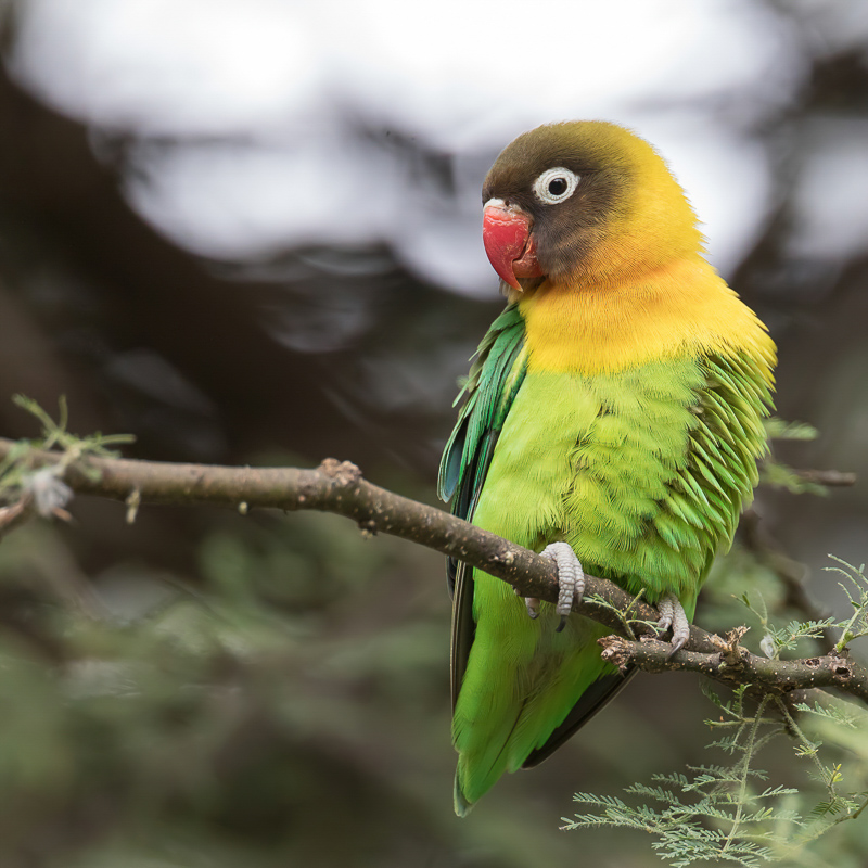 Yellow-collared Lovebird