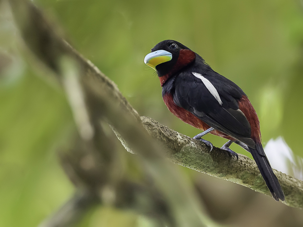 Black-and-red Broadbill