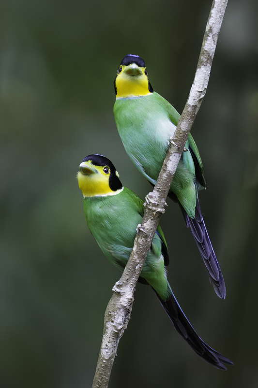Long-tailed Broadbill