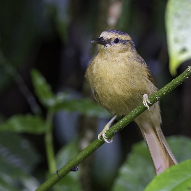 Buff-fronted Foliage-gleaner