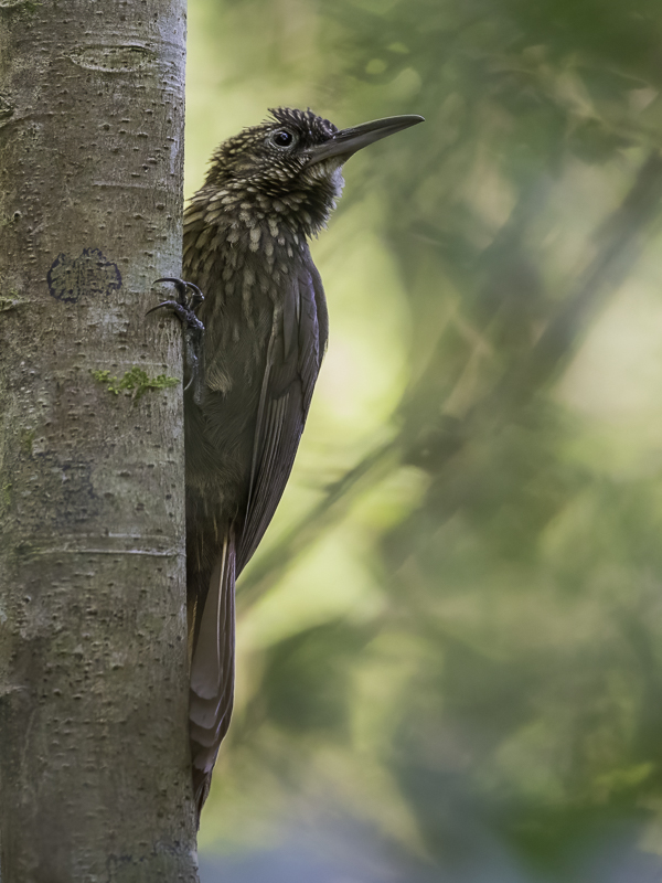 Cocoa Woodcreeper