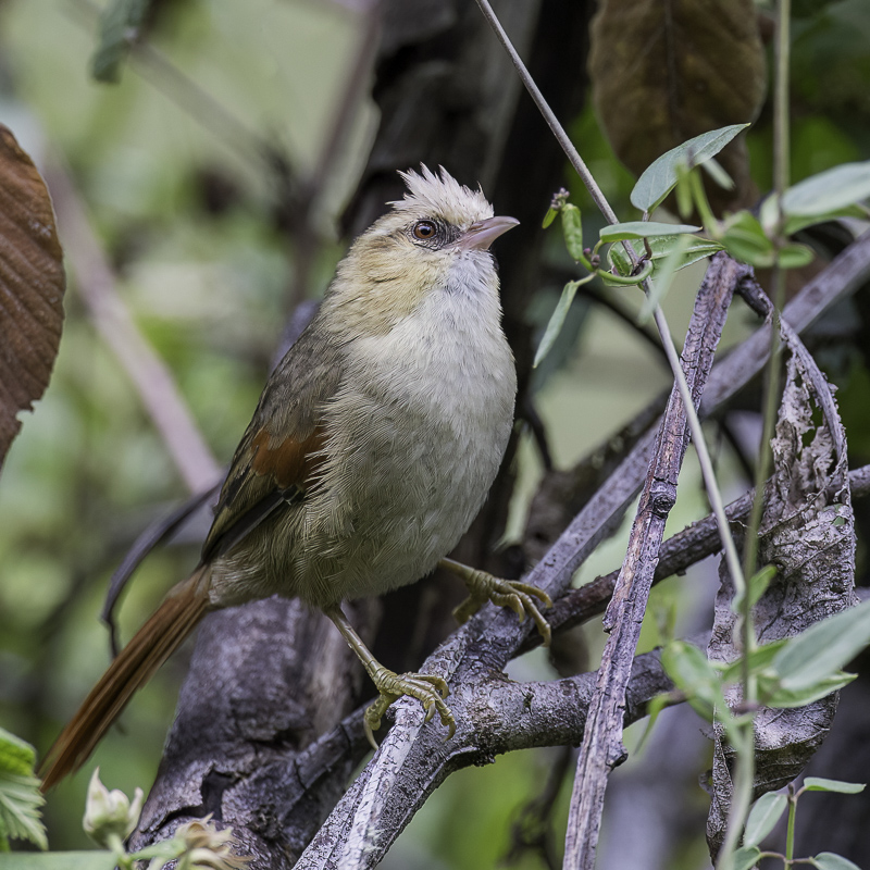 Creamy-crested Spinetail