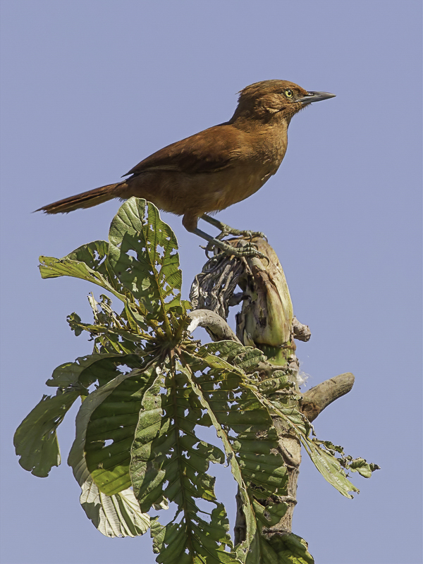 Grey-crested Cacholote