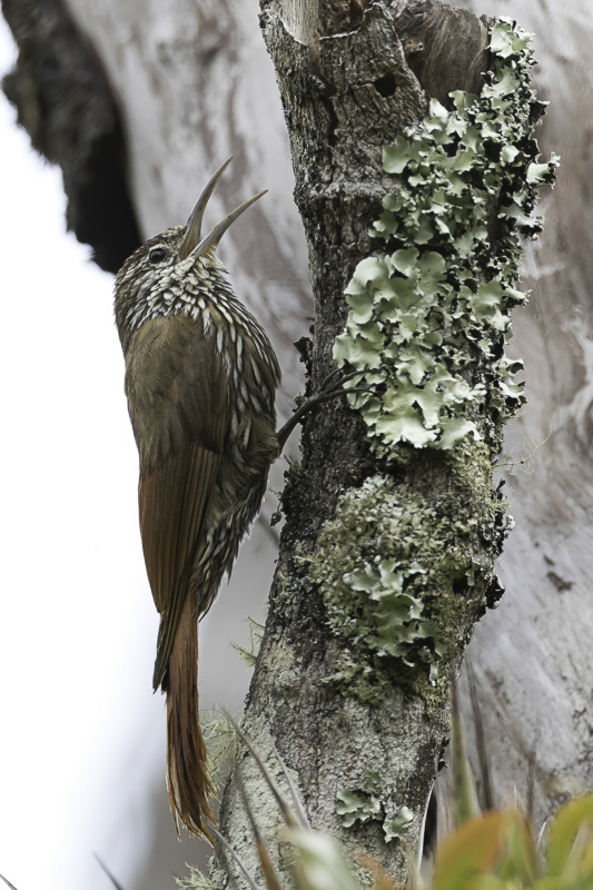 Montane Woodcreeper