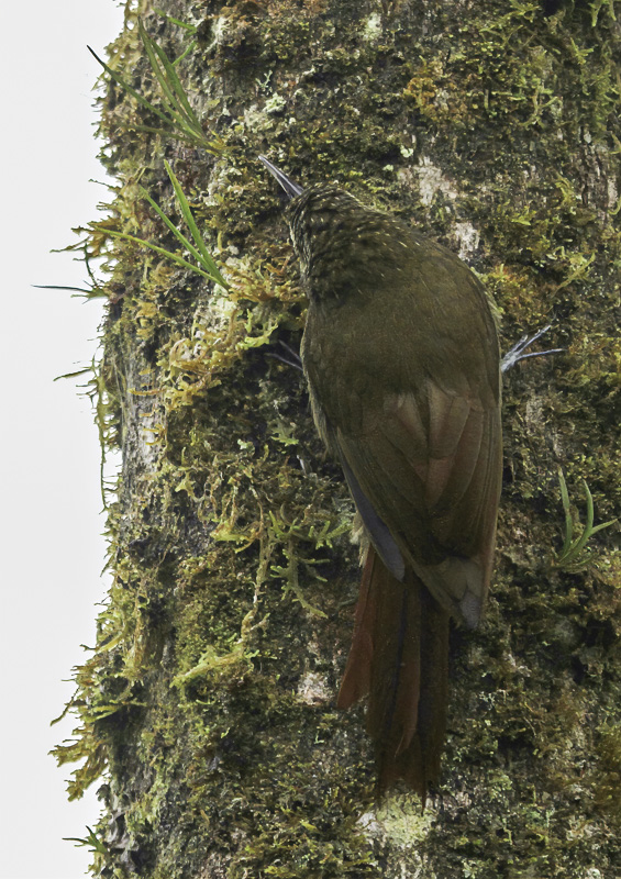 Olive-backed Woodcreeper