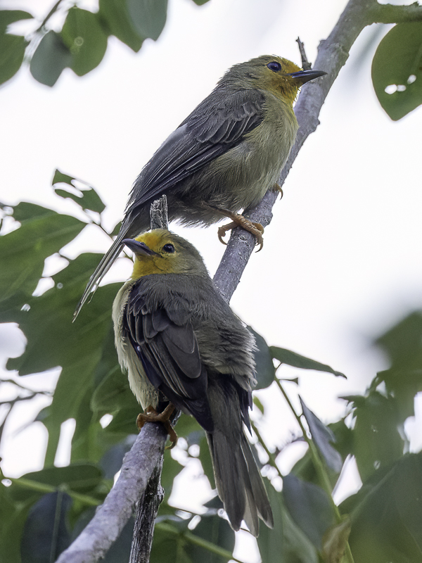 Orange-fronted Plushcrown