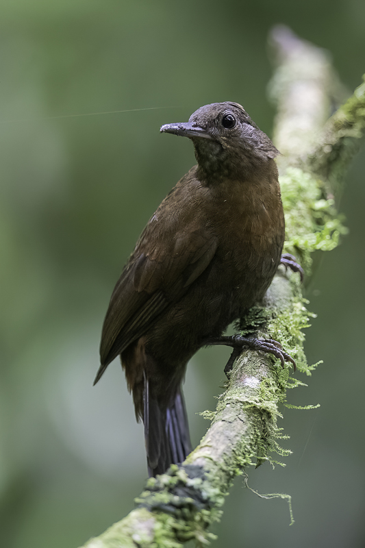 Rufous-breasted Leaftosser