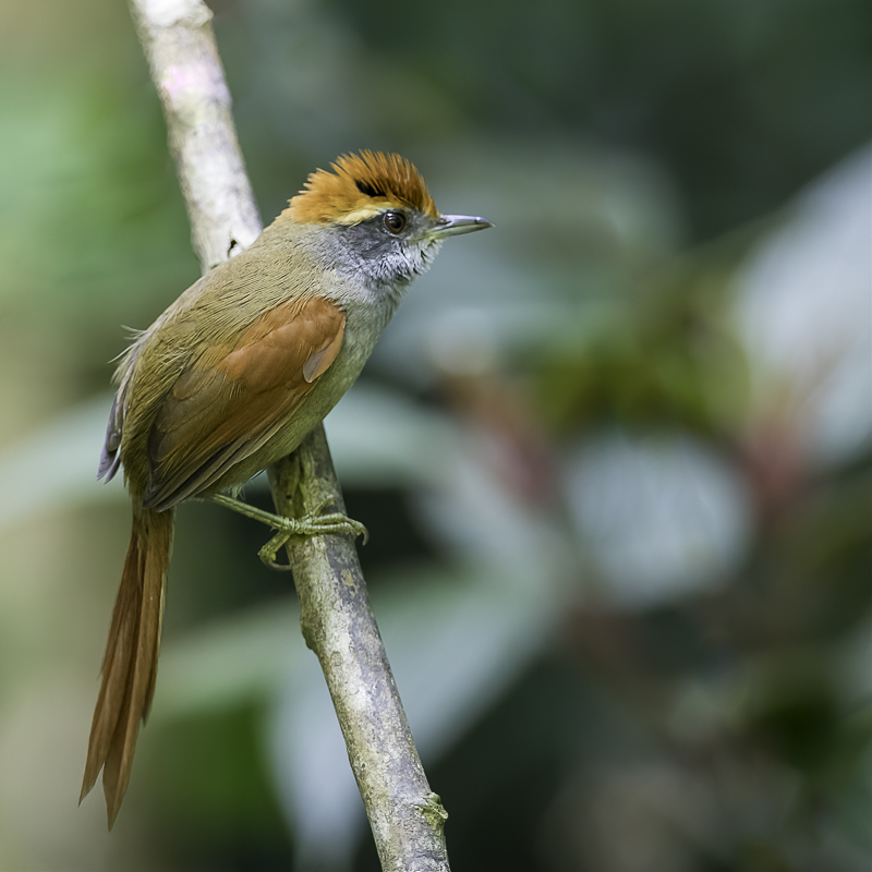 Rufous-capped Spinetail