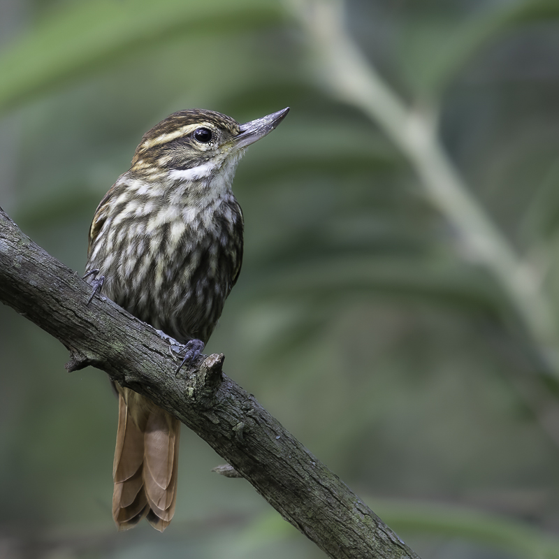 Streaked Xenops
