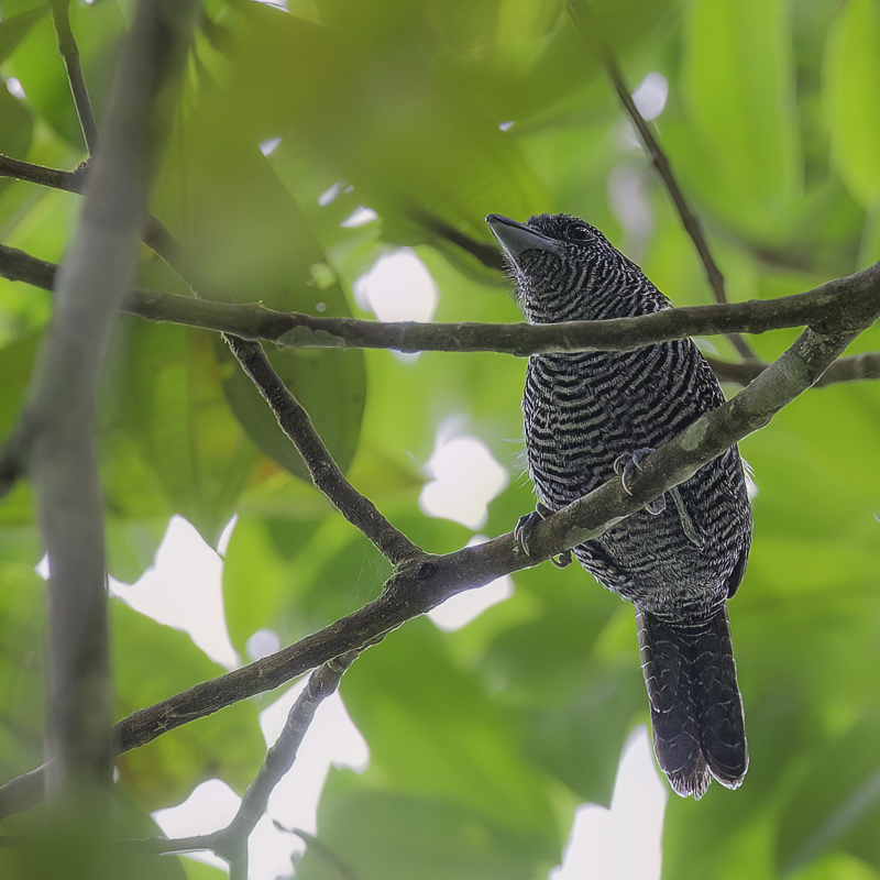 Fasciated Antshrike