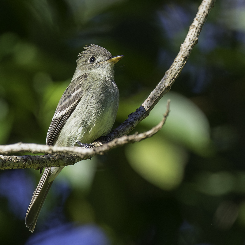 Northern Tropical Pewee