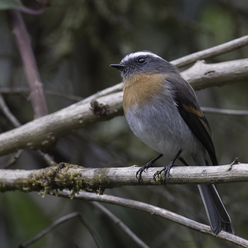 Rufous-breasted Chat-Tyrant