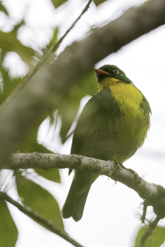 Golden-breasted Fruiteater (m)