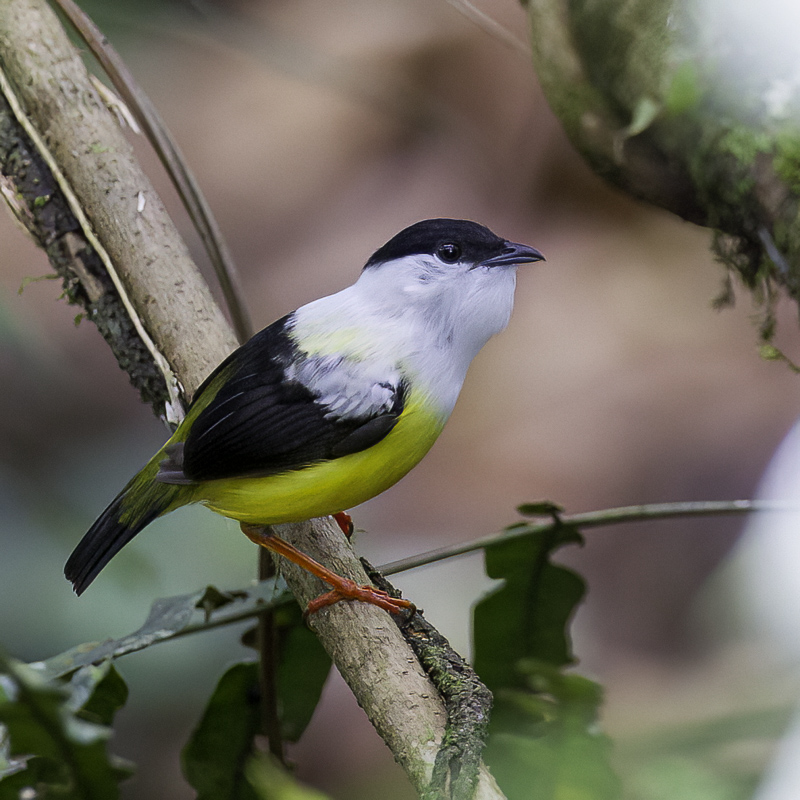 White-collared Manakin (m)