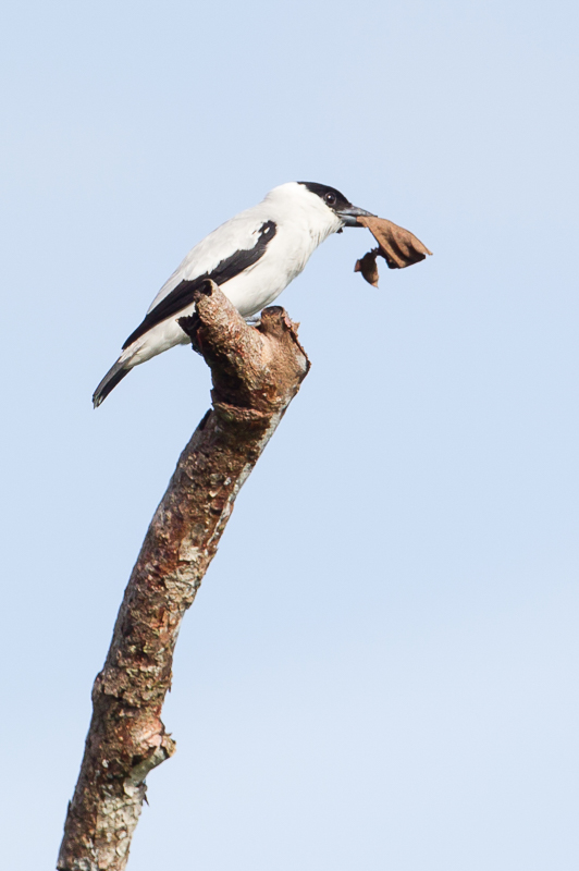 Black-crowned Tityra