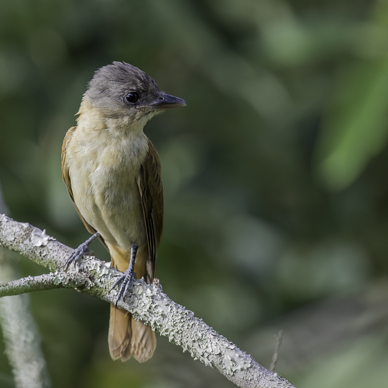 Crested Becard