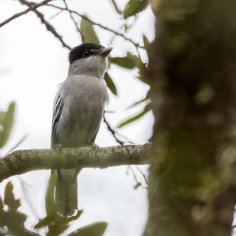 Grey-collared Becard