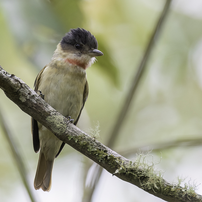 Rose-throated Becard