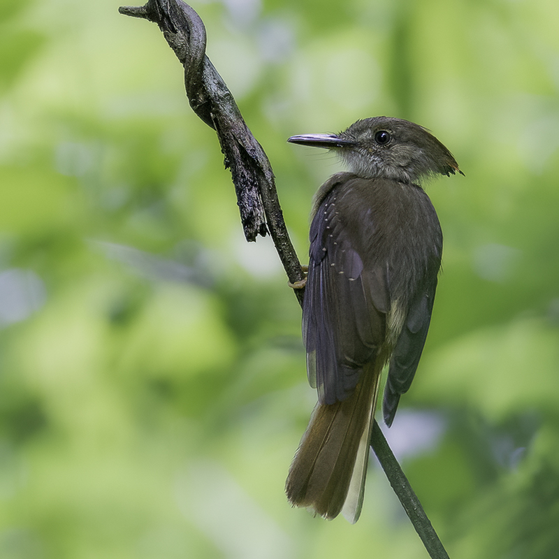 118 Royal Flycatchers and Allies