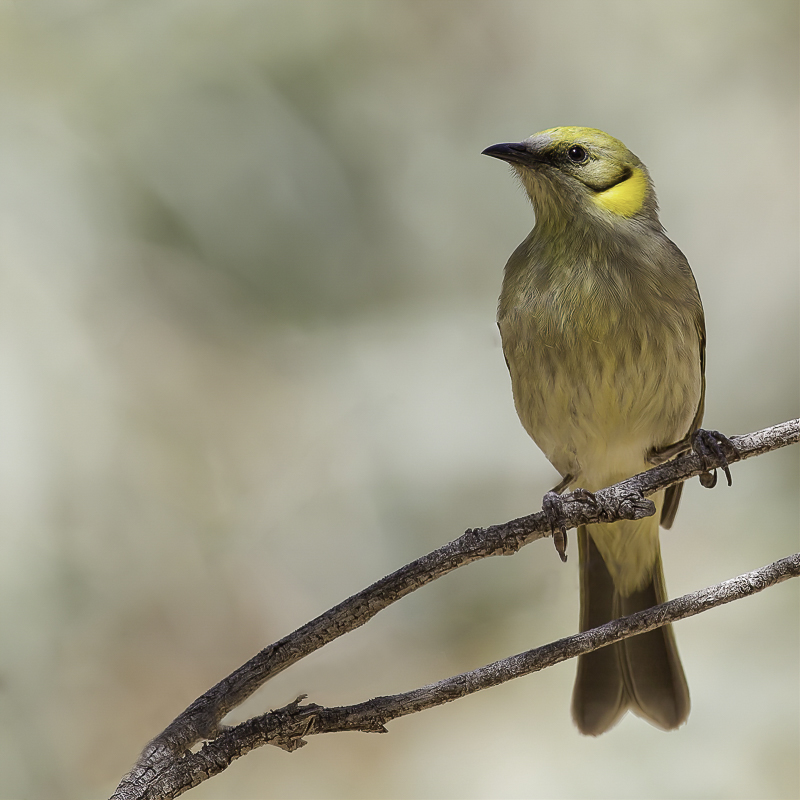 Grey-fronted Honeyeater