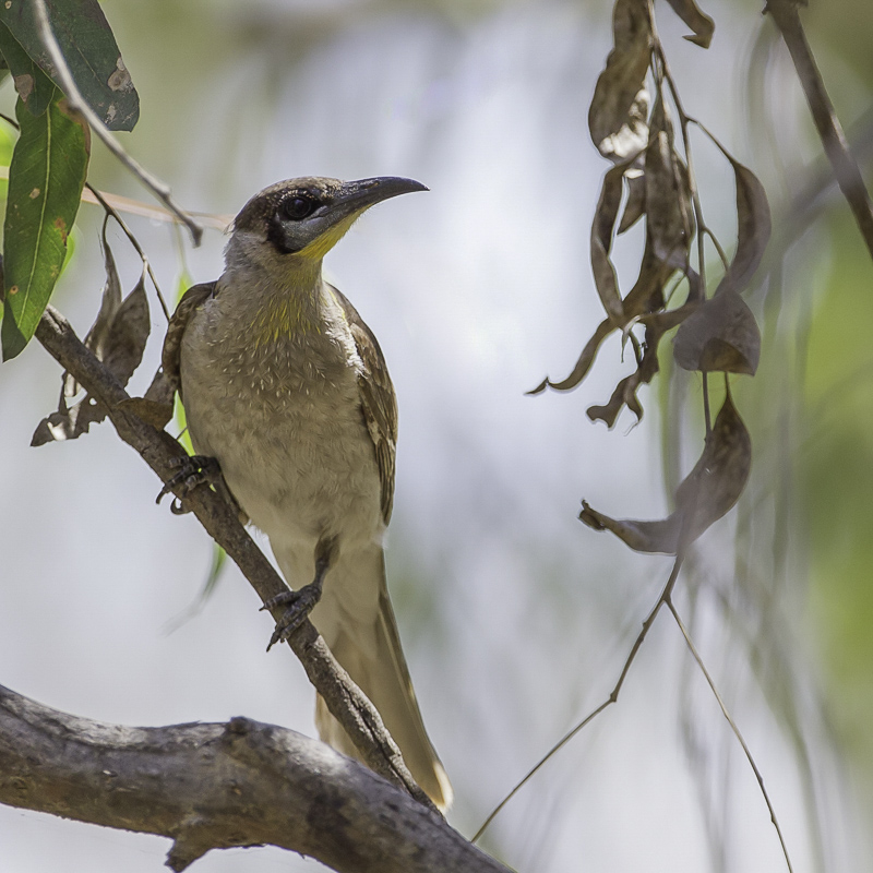 Little Friarbird