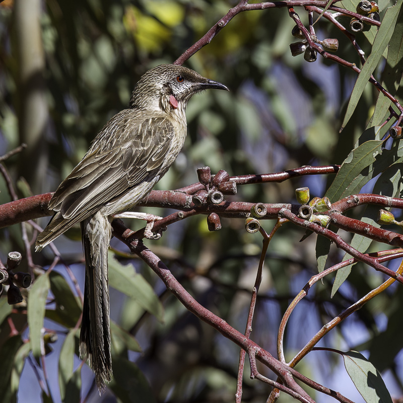 Red Wattlebird