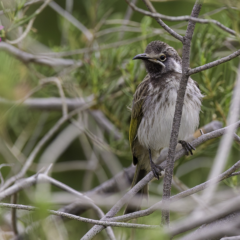 White-fronted Honeyeater (imm)