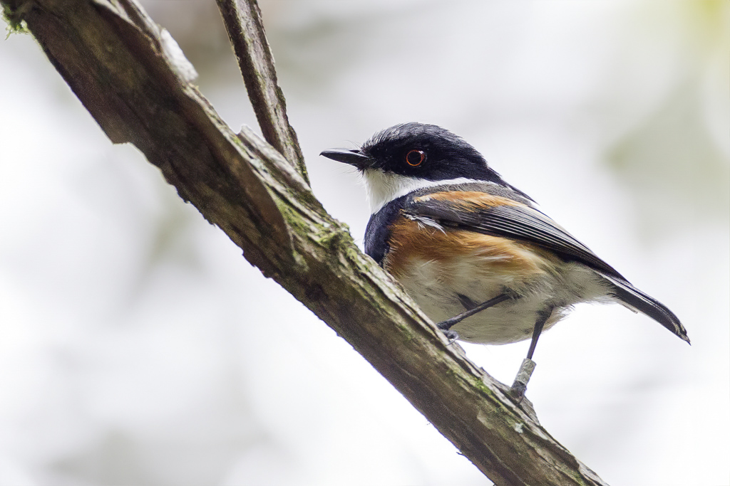 Cape Batis (m)