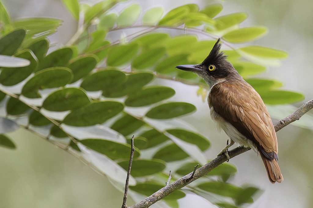 Black-and-White Flycatcher (f)