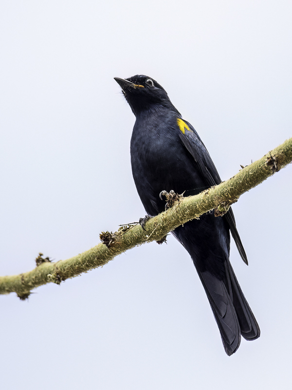 Black Cuckooshrike (m)