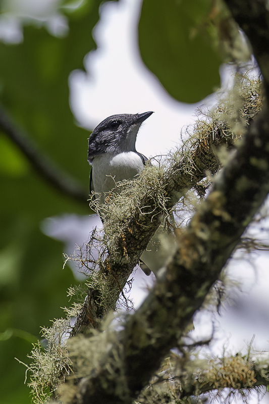 Comoro Cuckooshrike (f)