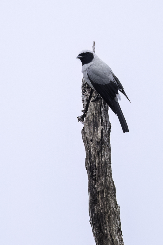 Hooded Cuckooshrike (f)