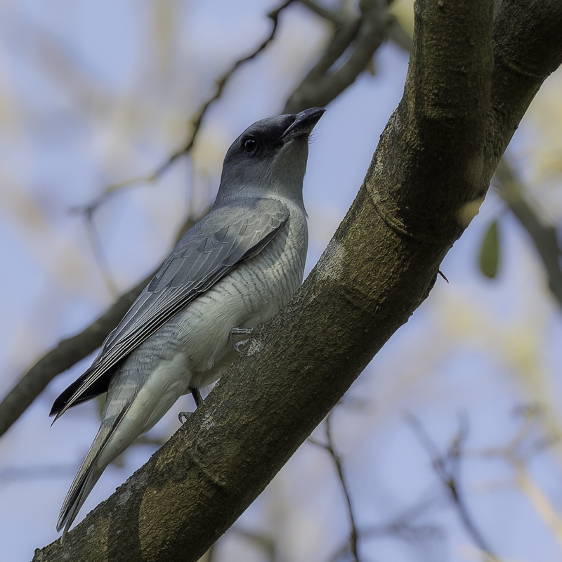 Large Cuckooshrike