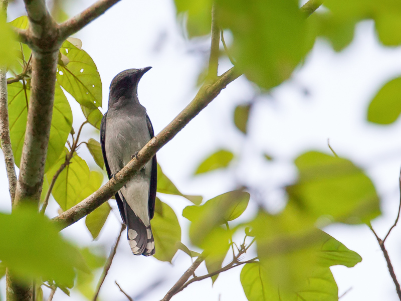 Lesser Cuckooshrike
