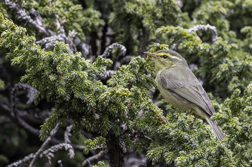 Tickells Leaf Warbler - Himalayaboszanger - Pouillot de Tickell
