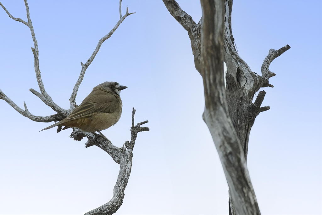 Crested Bellbird