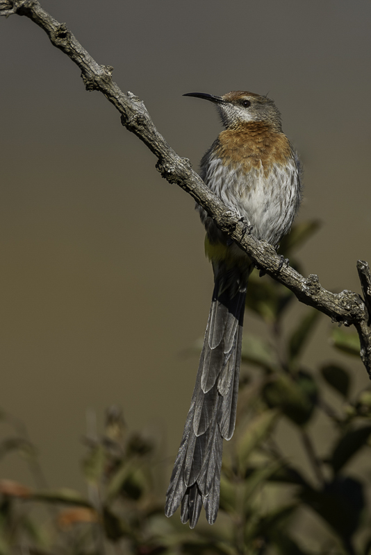 Gurney's Sugarbird (m)