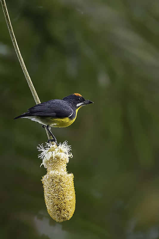 Palawan Flowerpecker (m)