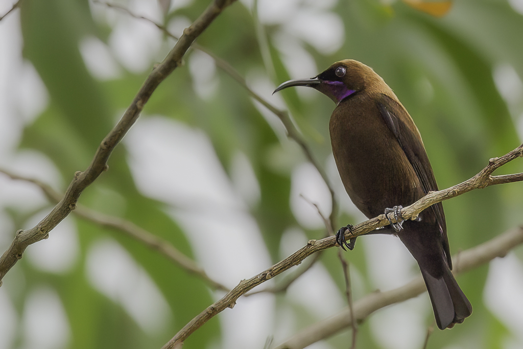 Carmelite Sunbird (m)