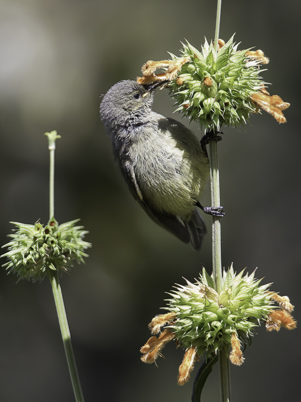 Ludwig's Double-collared Sunbird (j)